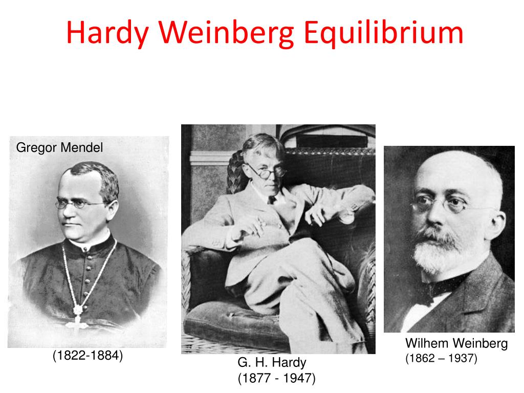 PPT - Hardy Weinberg Equilibrium PowerPoint Presentation, free download ...