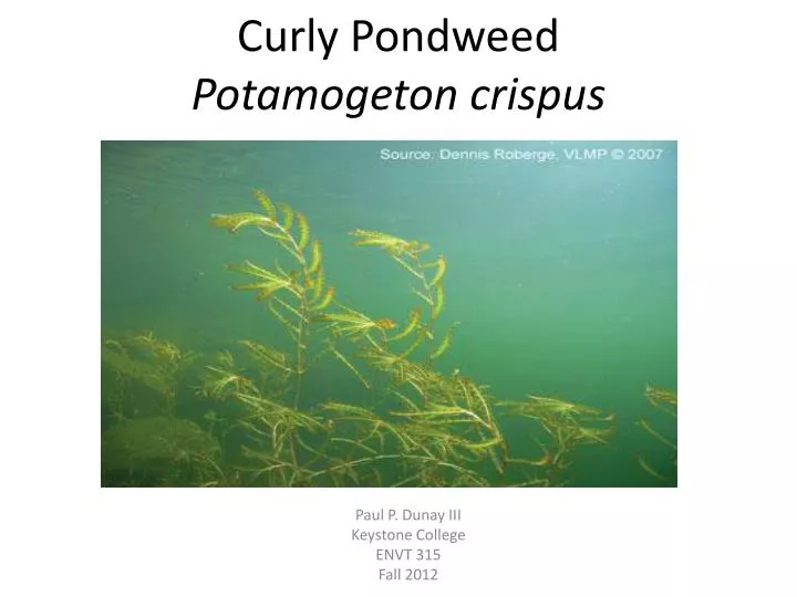 curly pondweed potamogeton crispus
