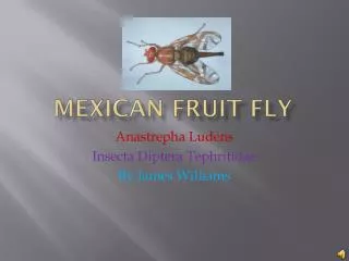 Mexican F ruit Fly