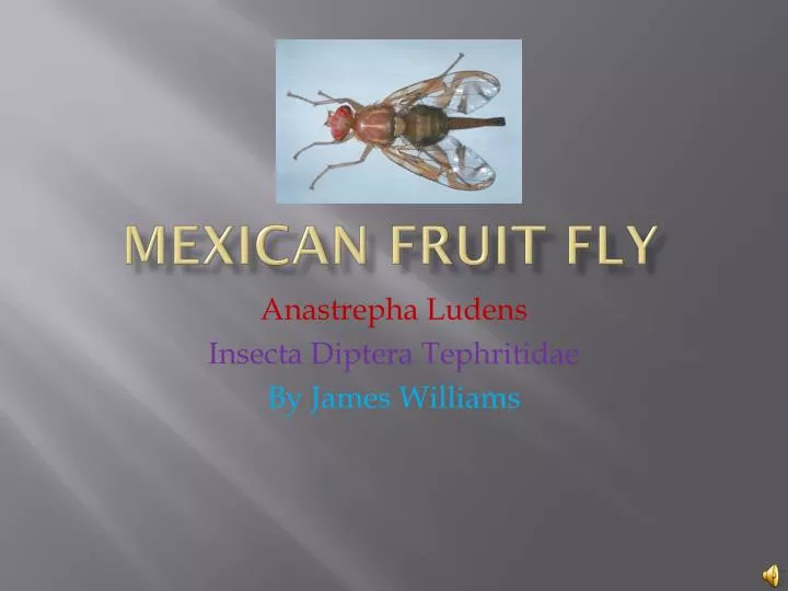 mexican f ruit fly