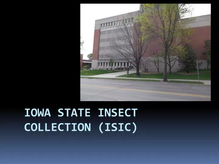 iowa state insect collection isic