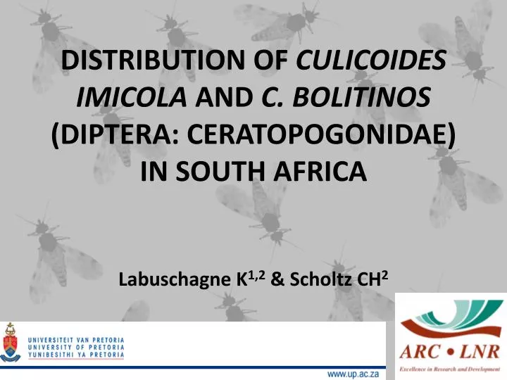 distribution of culicoides imicola and c bolitinos diptera ceratopogonidae in south africa