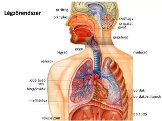 l gz rendszer
