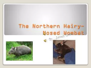 The Northern Hairy-Nosed Wombat