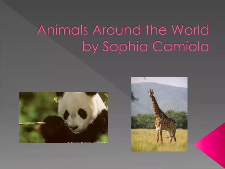 animals around the world by sophia c amiola