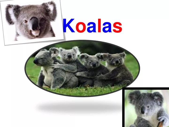 k o a l a s