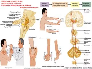 CEREBELLAR DYSFUNCTIONS