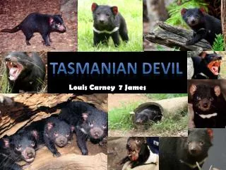 TASMANIAN DEVIL