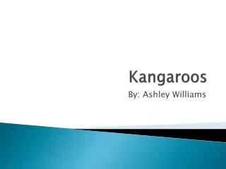 Kangaroos