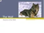 The Wolf - slide 1