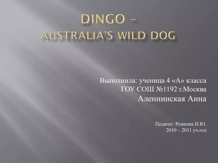 d ingo australia s wild dog