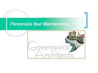 Perennials Bed Maintenance