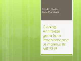 Cloning Antifreeze gene from Prochlorococcus marinus str. MIT 9319