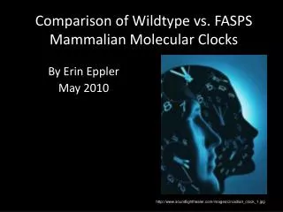 Comparison of Wildtype vs. FASPS Mammalian Molecular Clocks