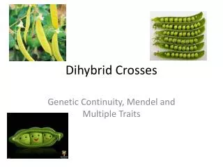 Dihybrid Crosses