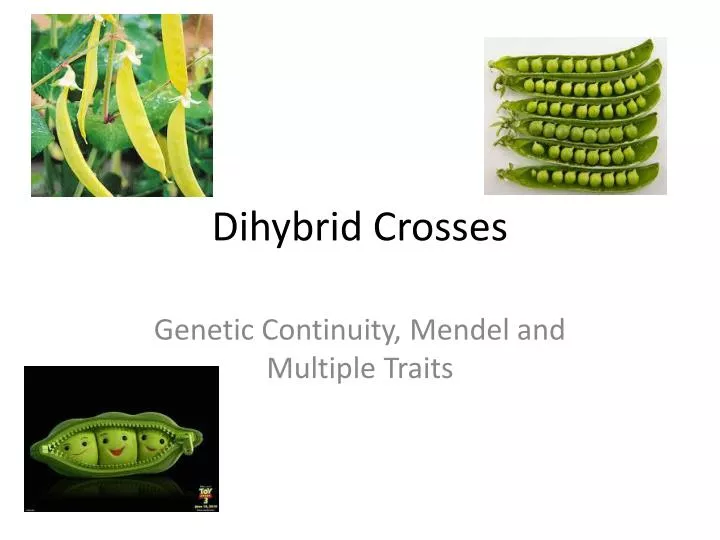 dihybrid crosses