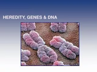 HEREDITY, GENES &amp; DNA