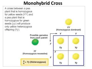 Monohybrid Cross