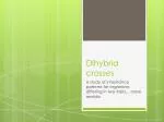 Dihybrid crosses - slide 1