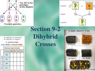 Section 9-2 Dihybrid Crosses