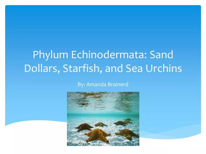 phylum echinodermata sand dollars starfish and sea urchins