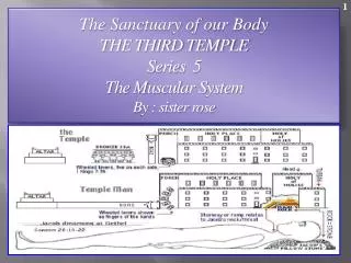 The Sanctuary of our Body THE THIRD TEMPLE Series 5 The Muscular System By : sister rose