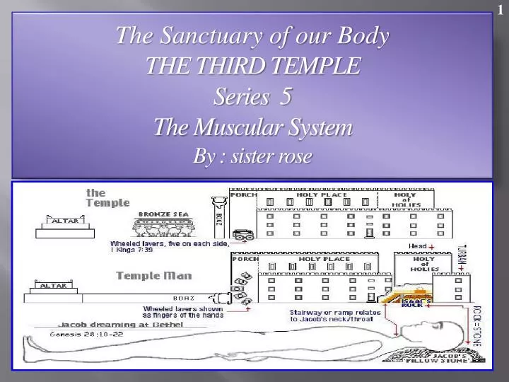 the sanctuary of our body the third temple series 5 the muscular system by sister rose