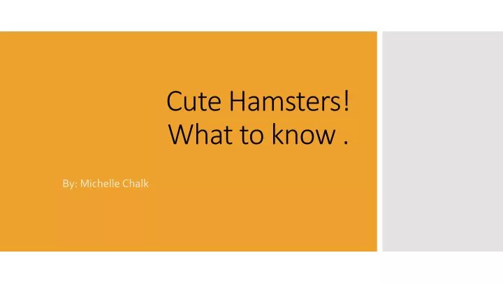 cute hamsters what to know