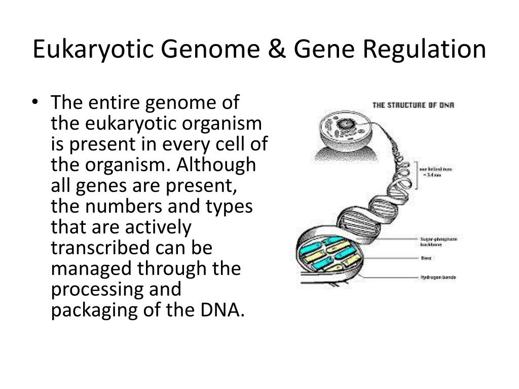 PPT - Eukaryotic Genome & Gene Regulation PowerPoint Presentation, free ...