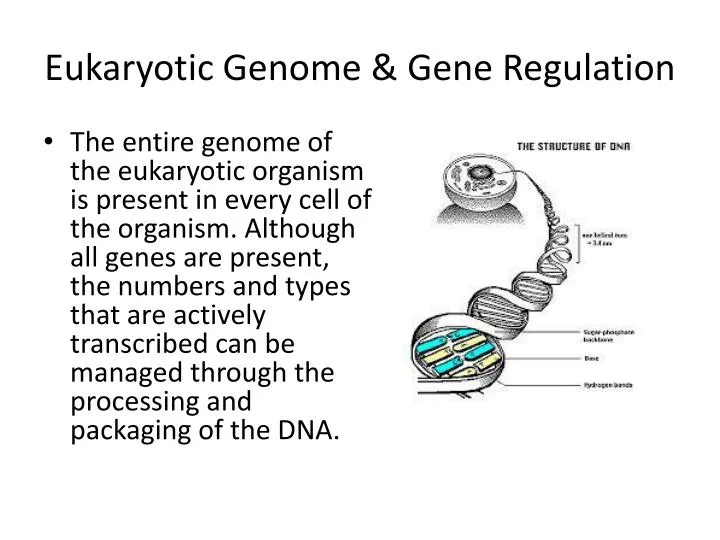 eukaryotic genome gene regulation