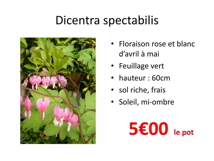 dicentra spectabilis