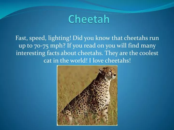 cheetah