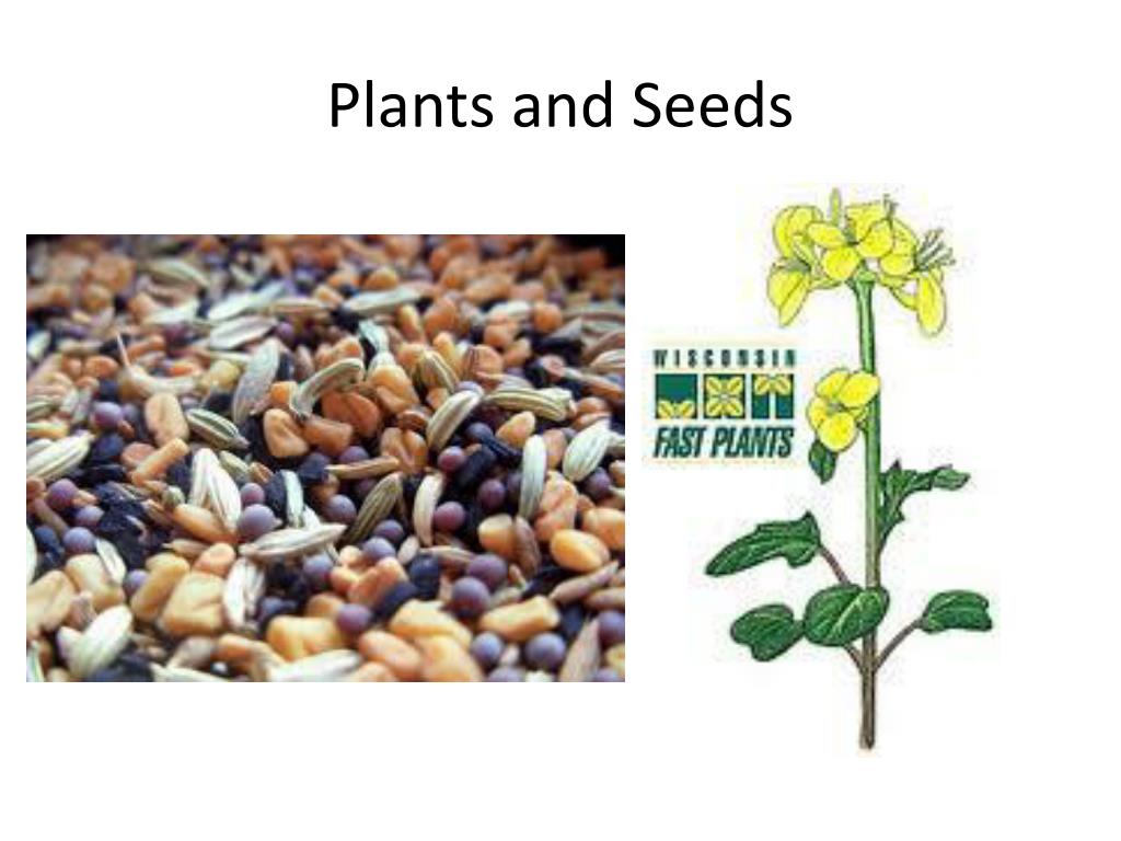 PPT - Plants and Seeds PowerPoint Presentation, free download - ID:2226935