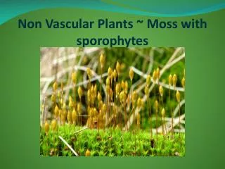 Non Vascular Plants ~ Moss with sporophytes
