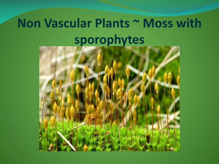 non vascular plants moss with sporophytes