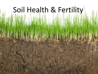 Soil Health &amp; Fertility
