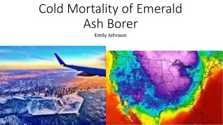 Cold Mortality of Emerald Ash Borer