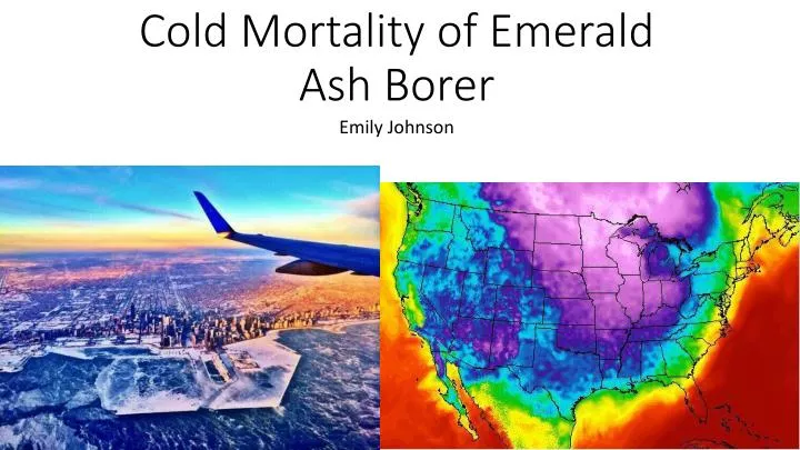 cold mortality of emerald ash borer