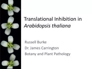 Translational Inhibition in Arabidopsis thaliana