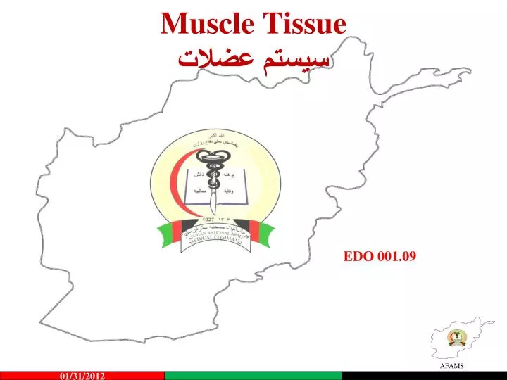 muscle tissue