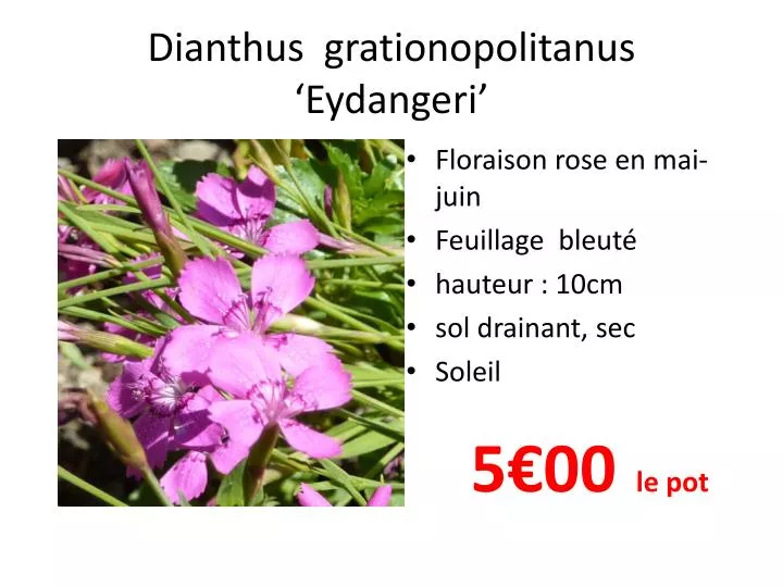 dianthus grationopolitanus eydangeri