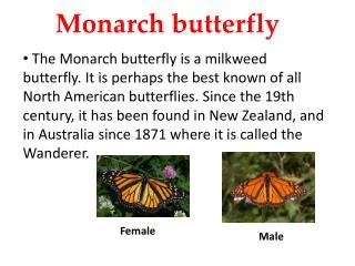 Monarch butterfly