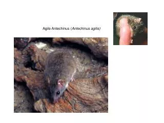 Agile Antechinus ( Antechinus agilis )