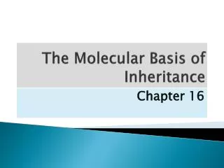 The Molecular Basis of Inheritance