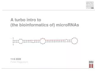 A turbo intro to (the bioinformatics of) microRNAs 11/6 2009 Peter Hagedorn