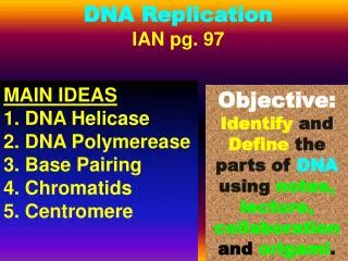 DNA Replication IAN pg. 97