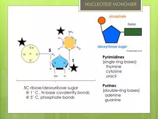 NUCLEOTIDE MONOMER