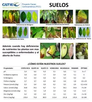 suelos