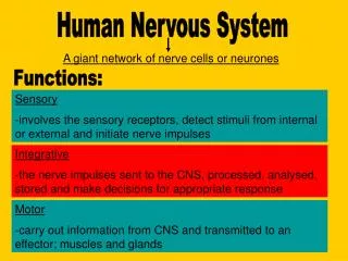 Human Nervous System