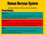 Human Nervous System - slide 1